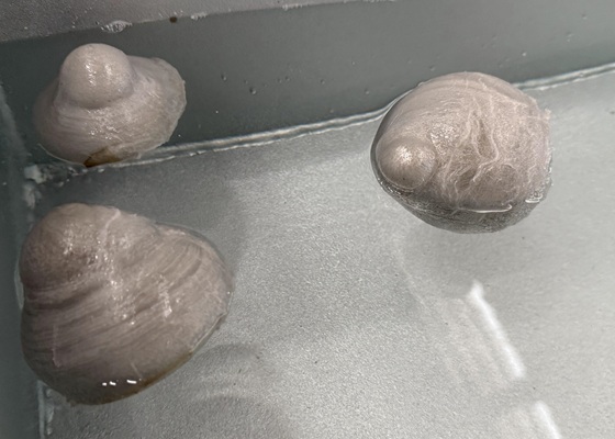 bolas de PE fundido
